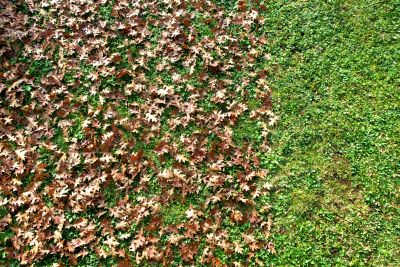 Landscape Leaf Management